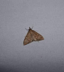 Mecyna mustelinalis