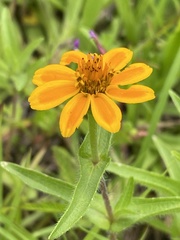 Zinnia haageana
