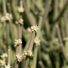 Cynanchum brevipedicellatum