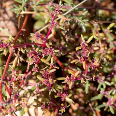 Trianthema triquetrum
