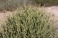 Cynanchum brevipedicellatum