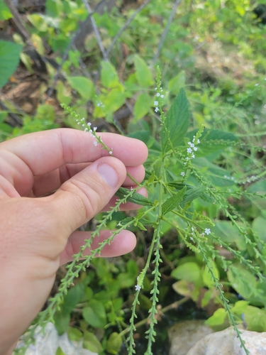 Verbena urticifolia iNat (1)