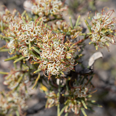Hakea collina