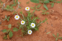 Brachyscome dentata