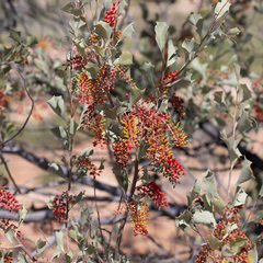 Grevillea wickhamii