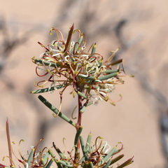 Hakea collina