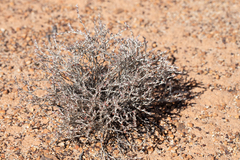 Polycarpaea multicaulis