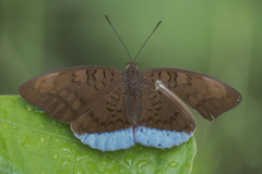 Tanaecia julii