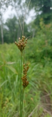 Juncus greenei