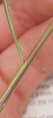 Juncus greenei