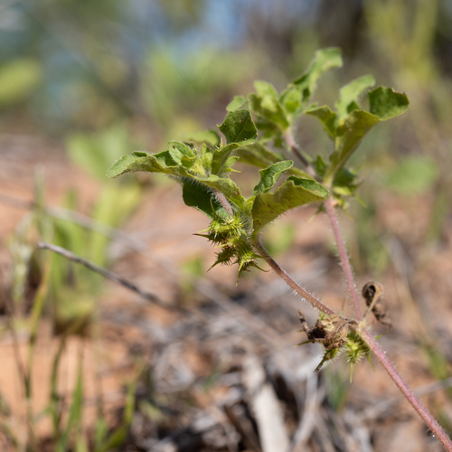 Hispid starbur (Acanthospermum hispidum)