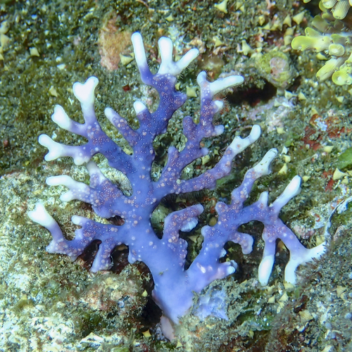 Distichopora violacea