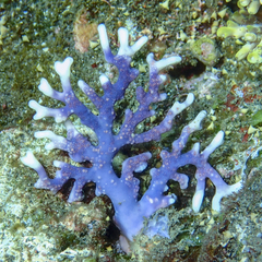 Distichopora violacea