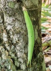 Caligo telamonius memnon