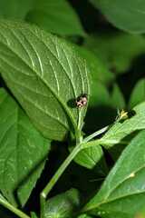 Calligrapha multiguttata