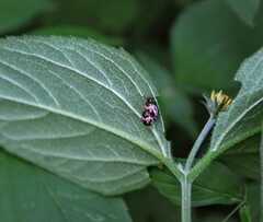 Calligrapha multiguttata