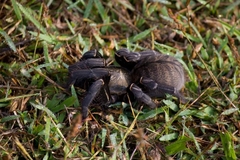 Cyriopagopus longipes