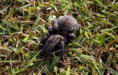 Cyriopagopus longipes