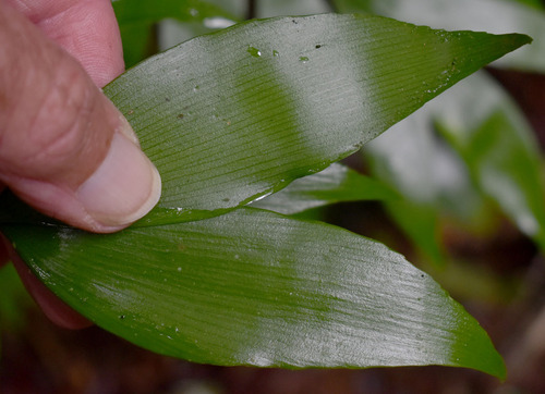 Bowenia spectabilis