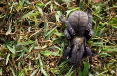 Cyriopagopus longipes