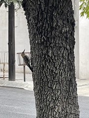 Melanerpes aurifrons