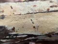 Hyphoderma
