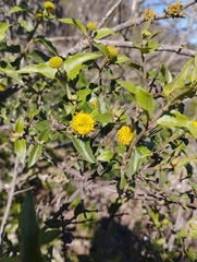 Podanthus mitiqui