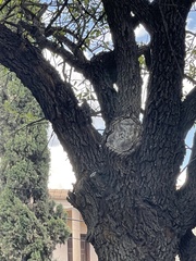 Melanerpes aurifrons