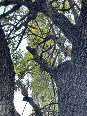 Melanerpes aurifrons