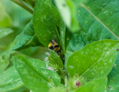 Bombus borealis image
