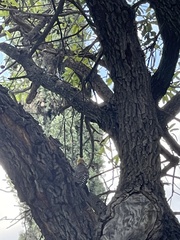 Melanerpes aurifrons