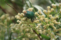 Cotinis mutabilis perbosci
