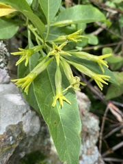 Cestrum fulvescens