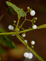 Callicarpa longifolia