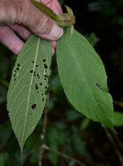Callicarpa longifolia