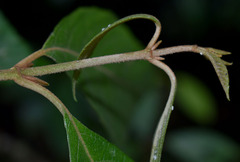 Callicarpa longifolia