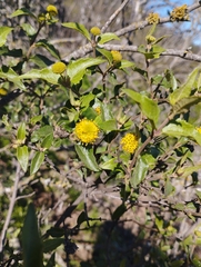 Podanthus mitiqui