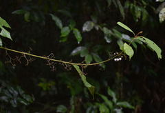 Callicarpa longifolia