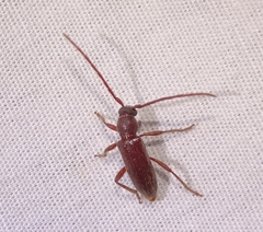 Geropa concolor