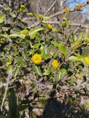 Podanthus mitiqui