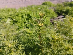 Descurainia nuttallii