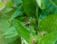 Bombus borealis image