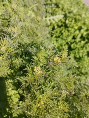 Descurainia nuttallii