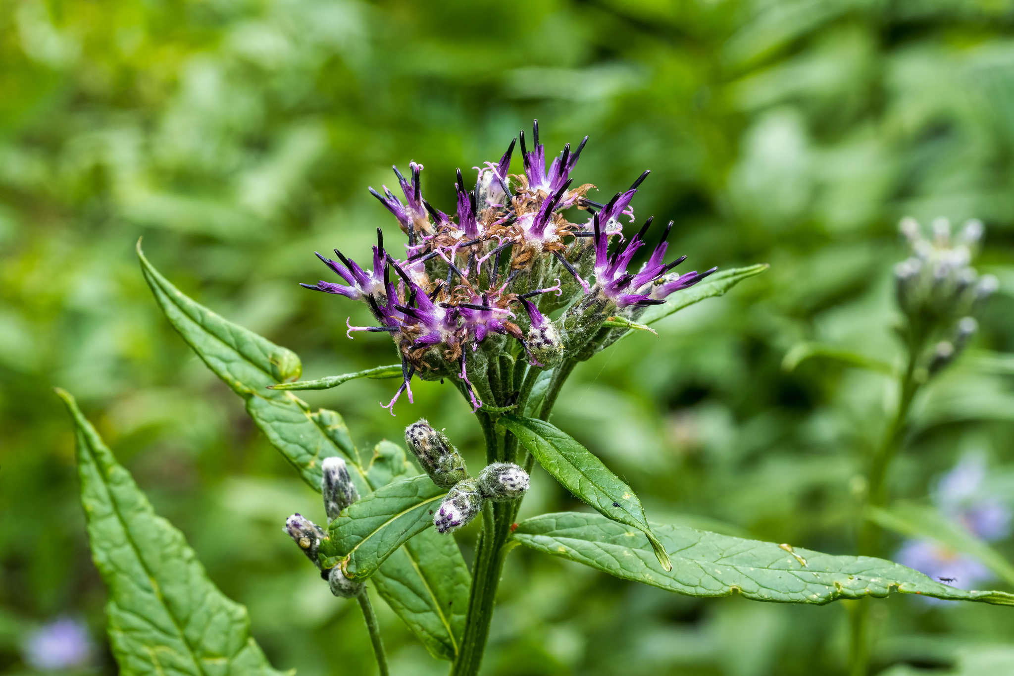 Saussurea americana