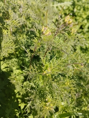 Descurainia nuttallii