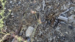 Cordylanthus nevinii