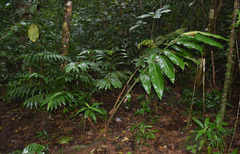 Alpinia arctiflora