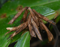 Alpinia arctiflora
