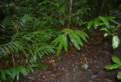 Alpinia arctiflora