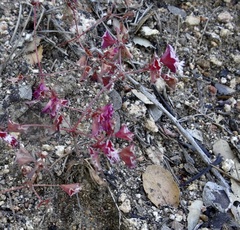 Sidotheca emarginata